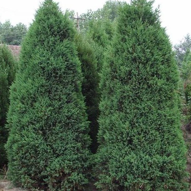 1773470727189357.jpg ce4141e1c8f66e8782e109d69e68a07a_9079242743_832605847.jpg