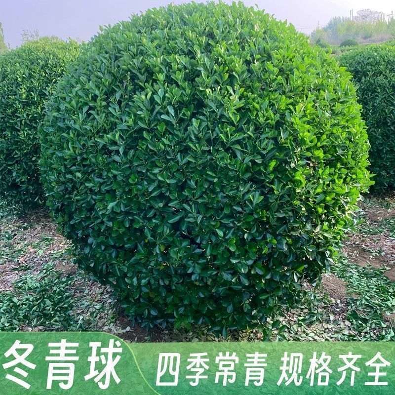 1773471106251381.jpg f72a3cecb994ad9518623c618b0bb1de_O1CN01Ykbt0E1RRVzicysYJ_!!3018312108-0-cib.jpg