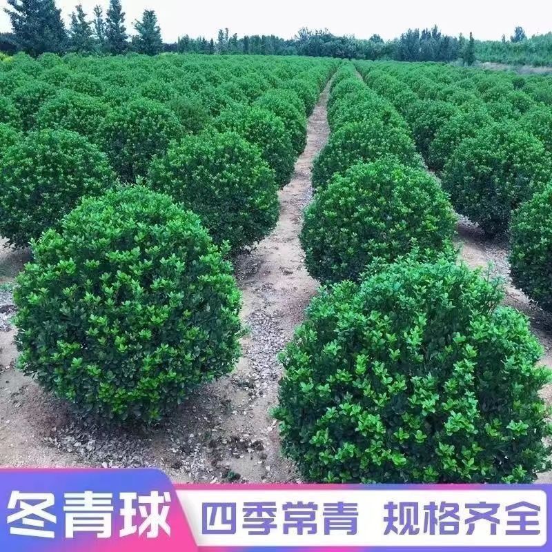 1773471111963758.jpg cef5b46c21b5d3083e590635035a2892_O1CN01081VWZ1RRVzk4xj63_!!3018312108-0-cib.jpg