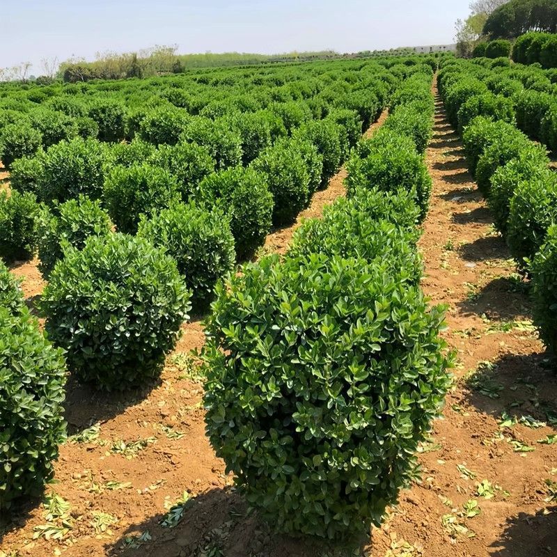 1773471116356518.jpg 57fe941dbeeecba789f857907704fb21_O1CN01NDndOF1RRVzicxbbG_!!3018312108-0-cib.jpg