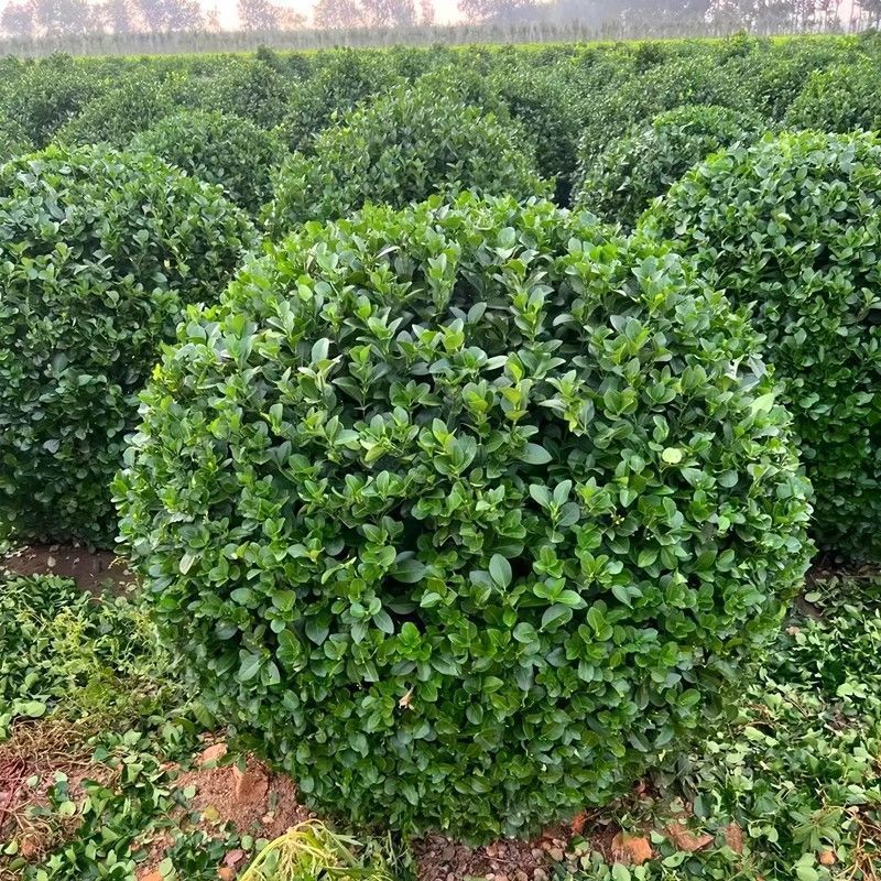 1773471120483790.jpg 0438a869628efe9b572db7c419fa8c9e_O1CN01eNavak1RRVzjIm9QS_!!3018312108-0-cib.jpg