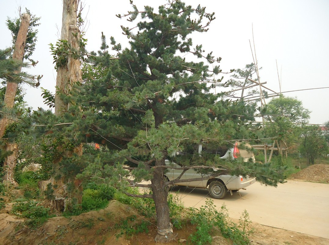 1773717962349588.jpg 1ba31e94e283a237c2716f56a27381c1_O1CN01XNLrCn1O0XrEzGRte_!!2221697211643-0-cib.jpg