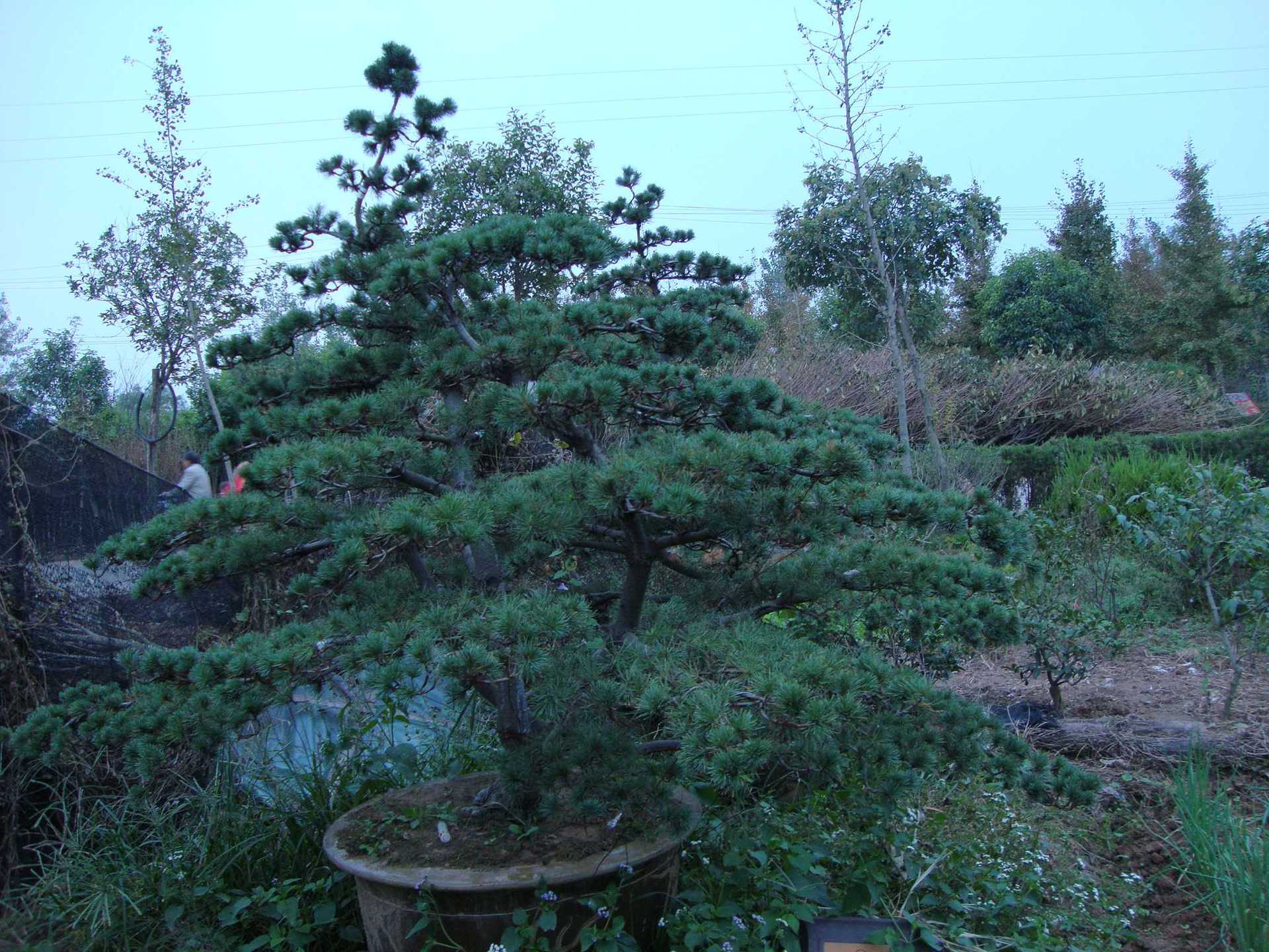 1773717998629500.jpg 9ef30ec3120d17b2a37db008f993fce1_O1CN016HkEwU1O0XrE3mJob_!!2221697211643-0-cib.jpg